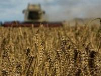 俄罗斯一举动 恐再次引爆粮食危机 小麦期货飙涨